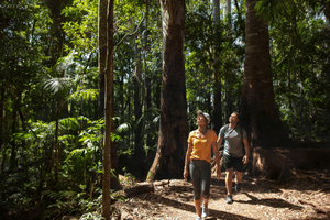 Two people walking through a rainforest in the Hinterland, both looking upwards. Source: Destination Gold Coast 